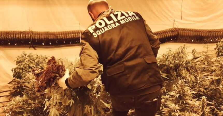 Polizia sequestra 140 kg di marijuana, arrestato 76enne a Niscemi
