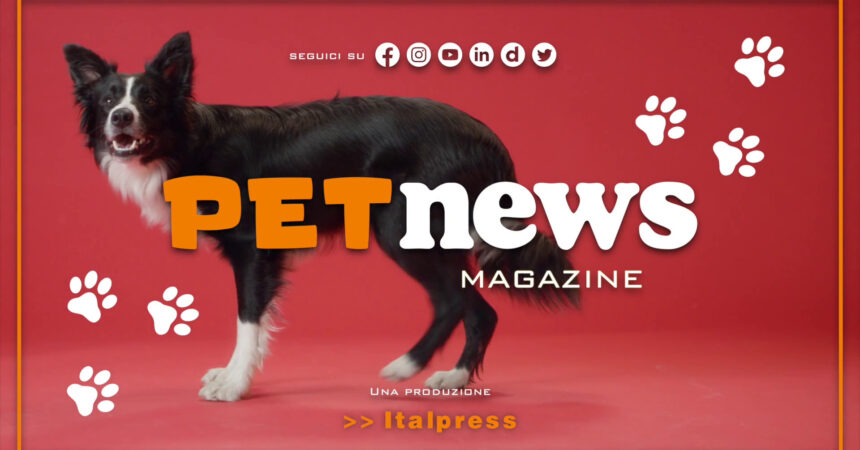 PetNews Magazine – 12/12/2023