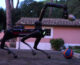 Arruolato “Saetta”, primo cane robot dei Carabinieri
