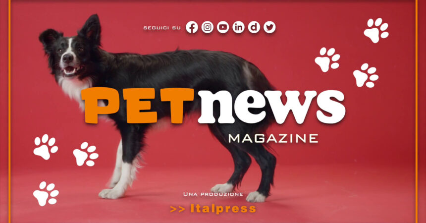PetNews Magazine – 26/12/2023