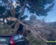 Maltempo a Palermo, così il vento spezza un grosso albero