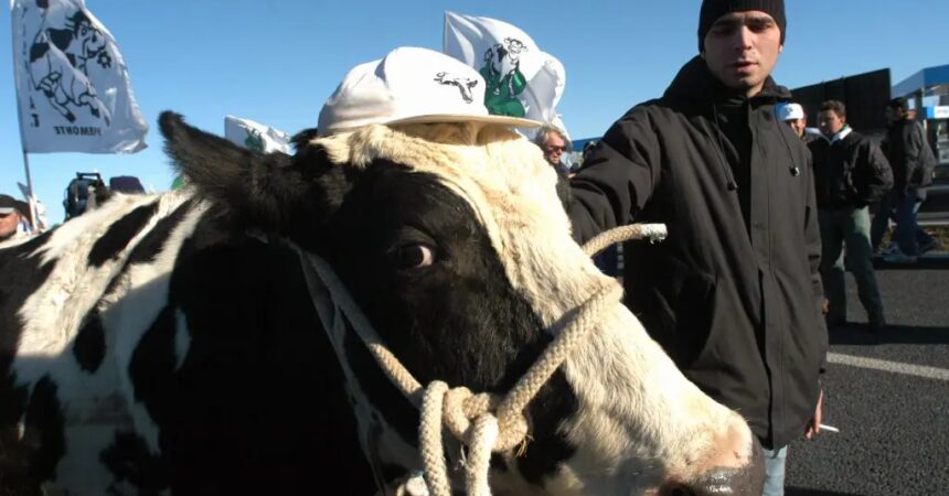 Protesta trattori, delegazione a San Pietro con la mucca Ercolina