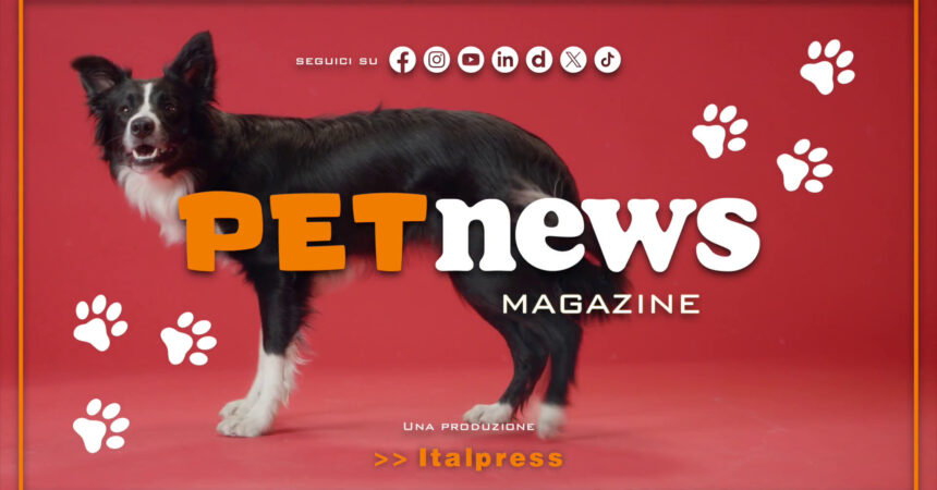 PetNews Magazine – 20/2/2024