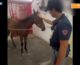 Corsa clandestina di cavalli nel Catanese, 5 denunce