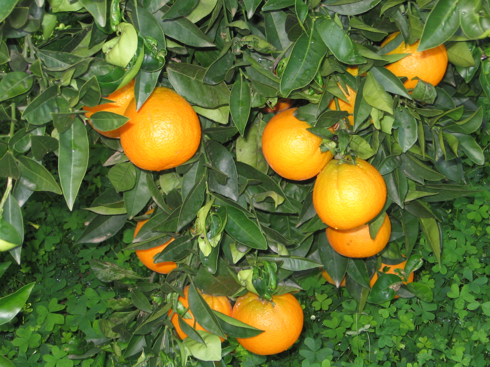 arance-ribera