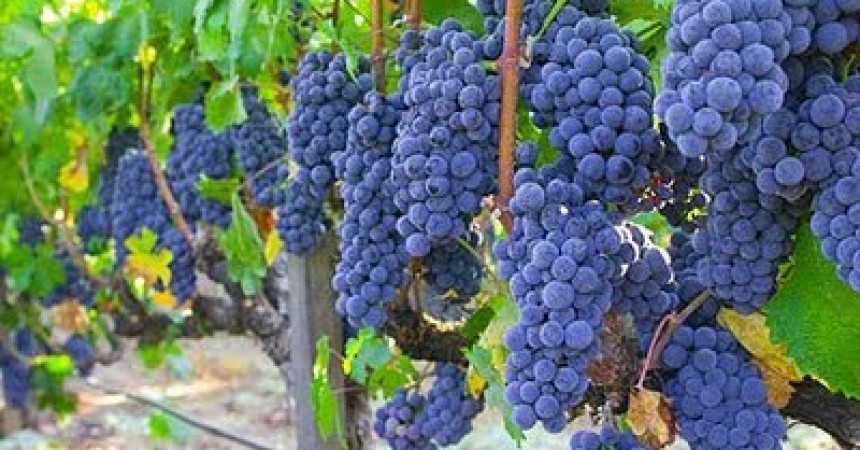 Vino: in Sicilia si brinda, meno produzione ma qualità eccellente