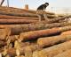 Stop a import legno illegale, Cdm approva decreto