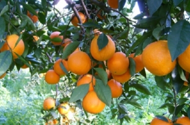 Arrivano sul mercato le arance di Ribera DOP