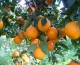 Arrivano sul mercato le arance di Ribera DOP