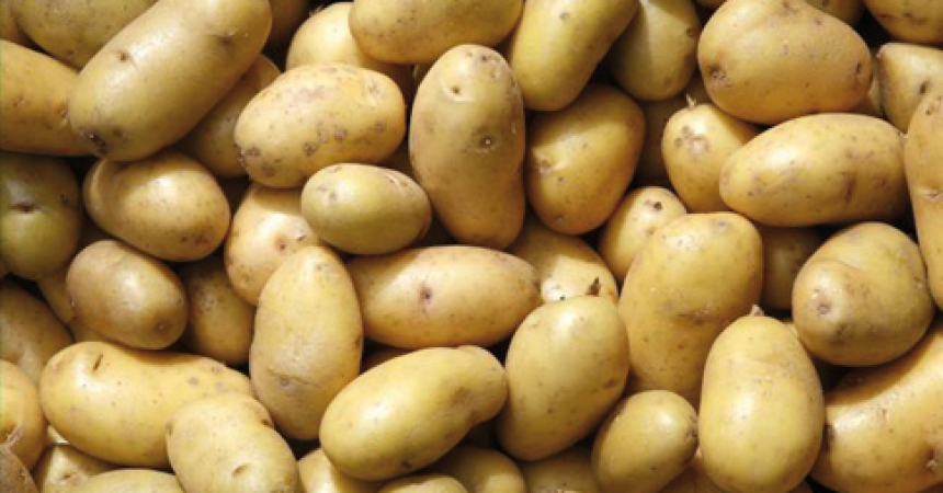 In aumento del 20% la produzione italiana di patate. In Sicilia aumenta la resa per ettaro