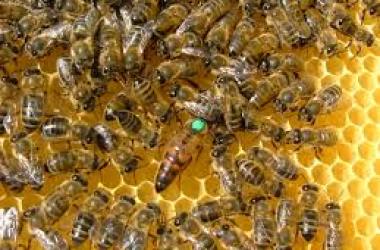 La Svizzera blocca l’importazioni di prodotti apicoli da Sicilia e Calabria
