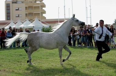 Concorsi: a San Vito lo Capo sfilano 100 cavalli arabi
