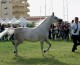 Concorsi: a San Vito lo Capo sfilano 100 cavalli arabi
