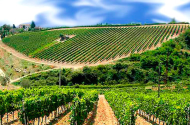 Scommessa vinta, cresce la qualità del vino made in Sicily