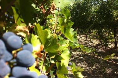 Crescono in Italia consumi di vino bio,+5,2% nel 2015. Sicilia regione leader per viti biologiche, 25mila ettari