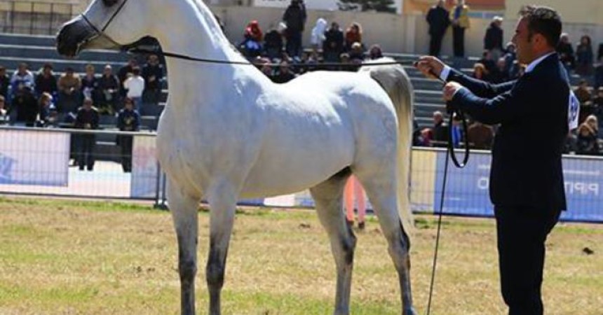 Arabian Horses Cup 2015 sabato a San Vito lo Capo