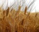 Agricoltura: Cra, ecco l’impronta digitale dei cereali siciliani