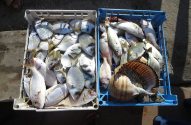 La Pesca in  Sicilia punta al rilancio del comparto con fondi Ue