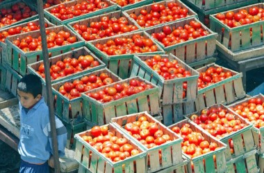 L’Italia si mobilita in Ue per difesa pomodoro e olio