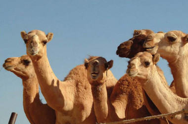 Veterinari siciliani cureranno i cammelli ad Abu Dhabi