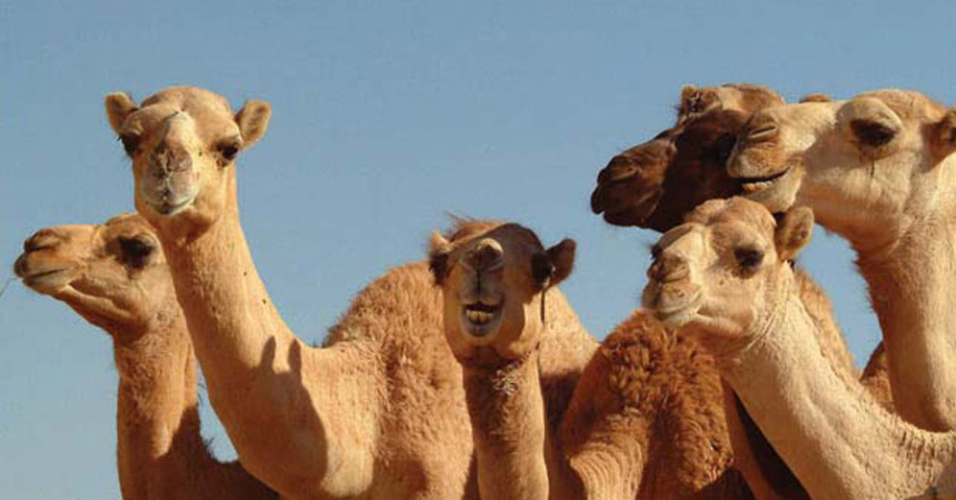 Veterinari siciliani cureranno i cammelli ad Abu Dhabi