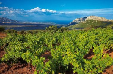 Agroalimentare: Unicredit, in Sicilia rappresenta il 5,3 del Pil