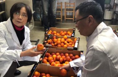 Alibaba porta arance rosse in Cina
