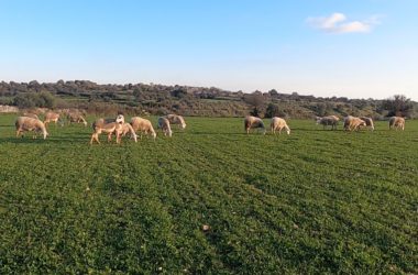 Il CoRFiLaC di Ragusa partner per la filiera ovina in Tunisia con il progetto Jesmed