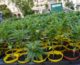 Cannabis, primo via libera alla coltivazione in casa fino a 4 piante