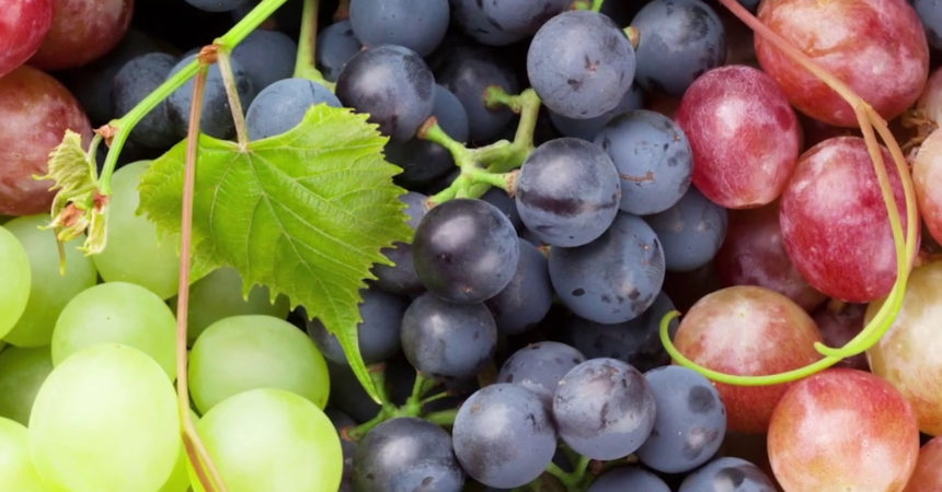 Viticoltura, con Life Green Grapes 50% fitofarmaci in meno