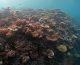 Nasce “Oceano verticale”, patto Bicocca-Maldive per la biodiversità