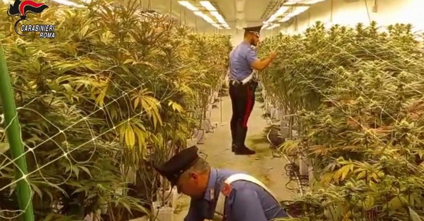 Scoperte due maxi piantagioni di marijuana vicino Roma, 11 arresti