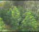 Sequestrate 650 piante di Cannabis indica a Lamezia Terme