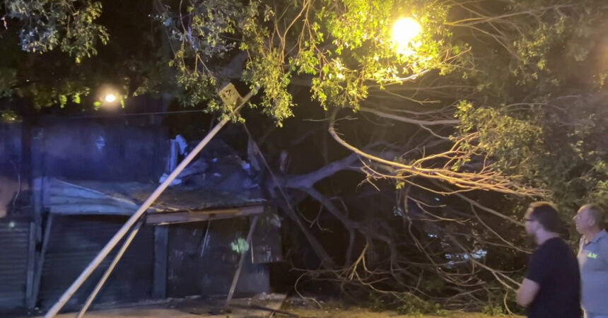 Cade albero secolare e danneggia mercatino delle pulci a Palermo