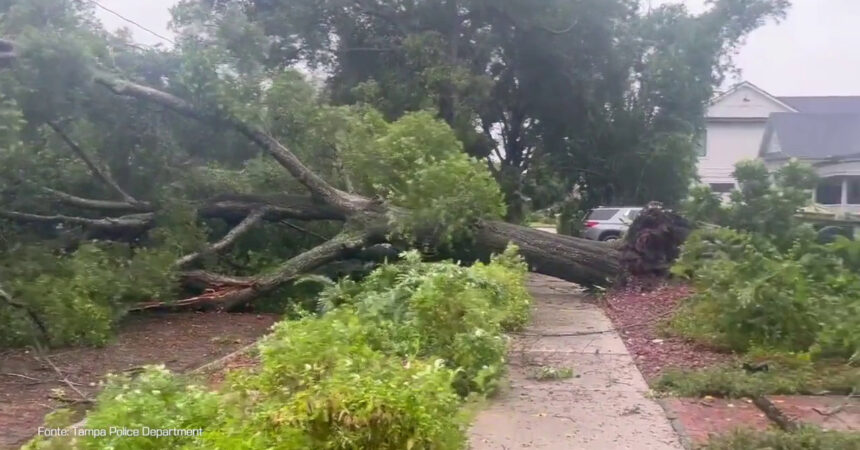 Uragano in Florida, un albero finisce sui cavi della linea elettrica