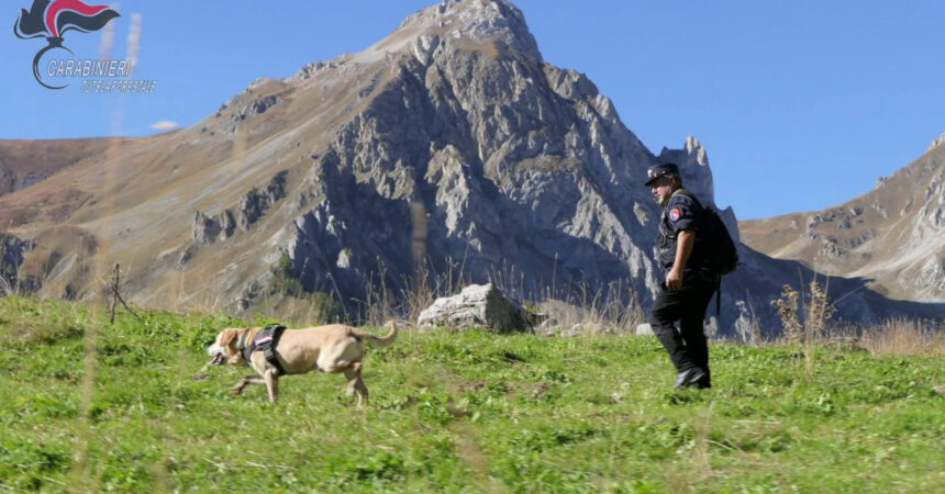 Cuneo, carabinieri forestali a caccia di “bocconi avvelenati”