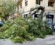 Palermo, cade albero in via XX settembre. Paura ma nessun danno