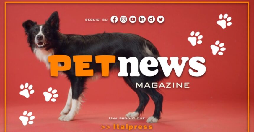 Nasce il Tg Pet dell’Italpress, nuovo magazine tv dedicato agli animali