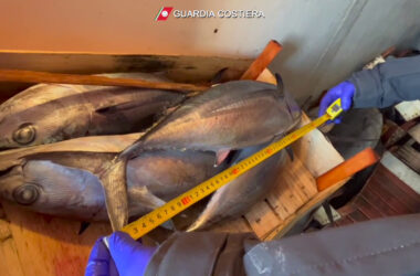 Sequestrati dalla Guardia Costiera 267 esemplari di tonno rosso