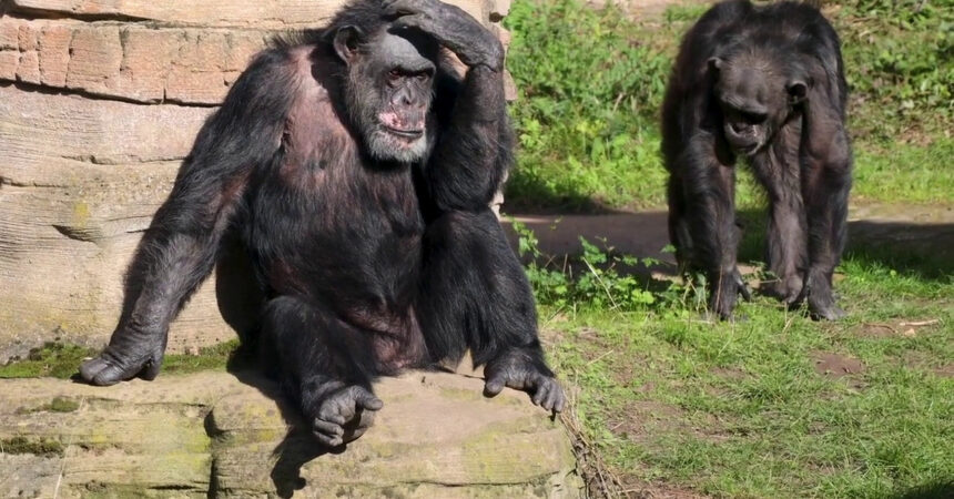 Gli scimpanzé curano le proprie ferite con gli insetti