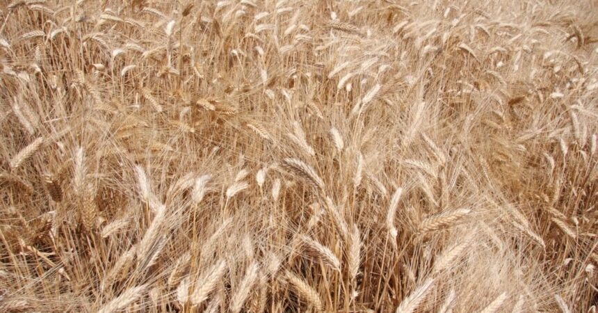 Ucraina, prorogato per due mesi l’accordo per l’esportazione del grano