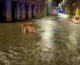 Maltempo, strade invase dall’acqua a Faenza