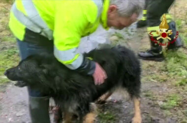 Vigili del Fuoco salvano cane finito tra le rapide del fiume Stura