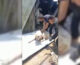 Maltempo, palombari della Marina liberano due cani intrappolati