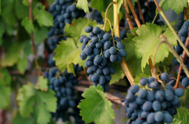 Vino, allarme per il calo della produzione di uva