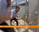 Salvini visita canile “Importante aprire le porte ai cuccioli”