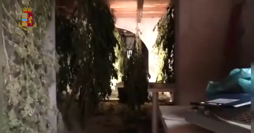 Sequestrate a Cagliari 1.300 piante di marijuana, un arrestato