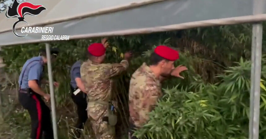 Mille piante di marijuana rinvenute nel reggino