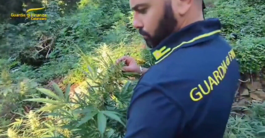 Tre coltivazioni di marijuana scoperte tra i boschi a Lamezia Terme