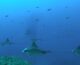 Nuove aree per squali e razze, docente UniPa nel team di 160 ricercatori